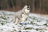 SIBERIAN HUSKY 247